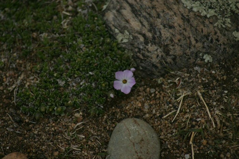 Whitemargin Phlox photo 4