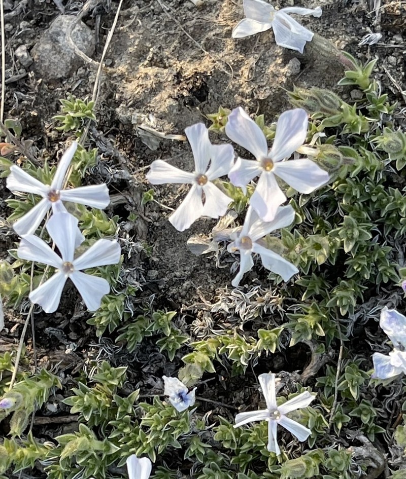 Whitemargin Phlox photo 5