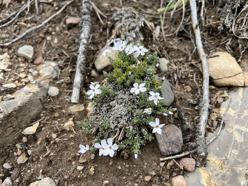 Whitemargin Phlox photo 6