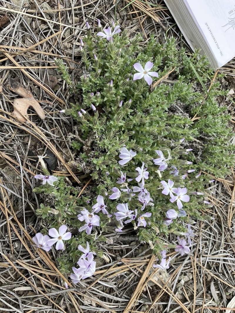 Whitemargin Phlox photo 7