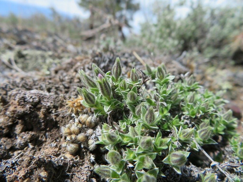 Whitemargin Phlox photo 8