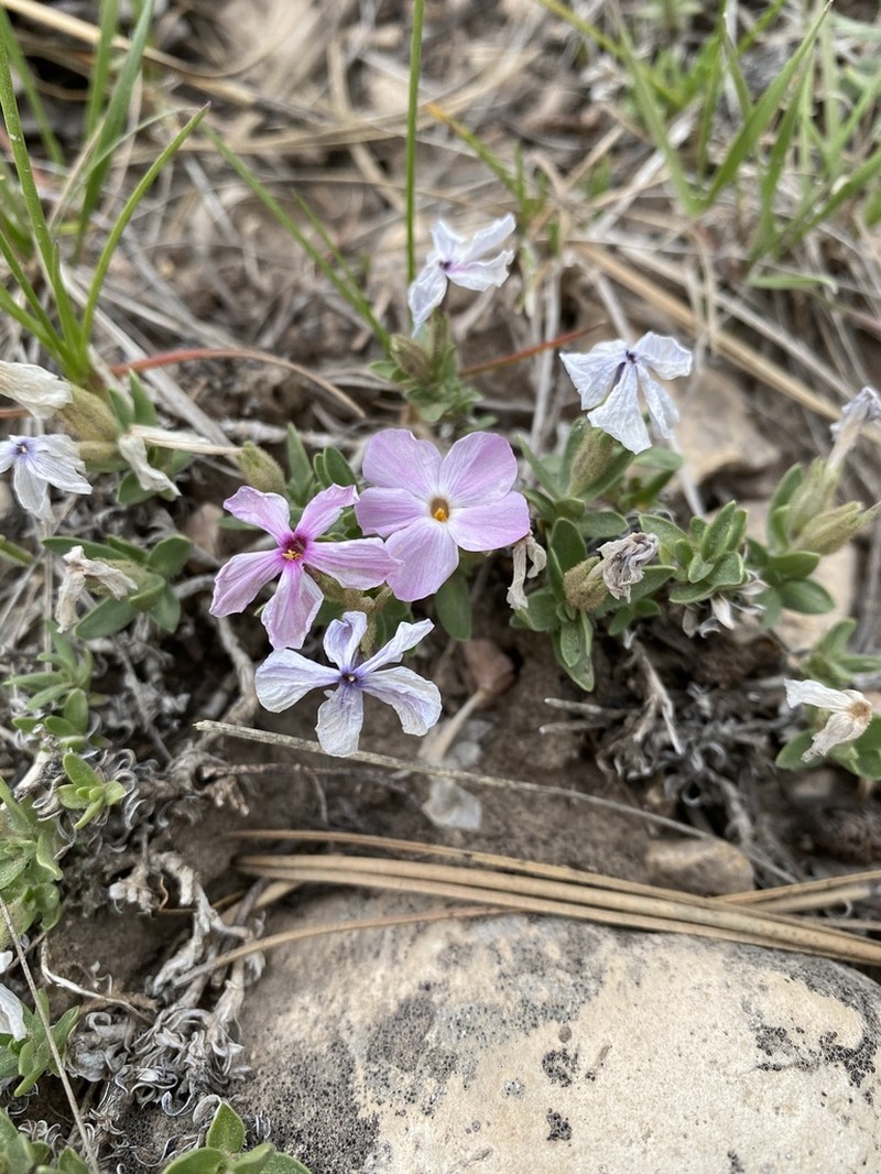 Alyssumleaf Phlox photo 3