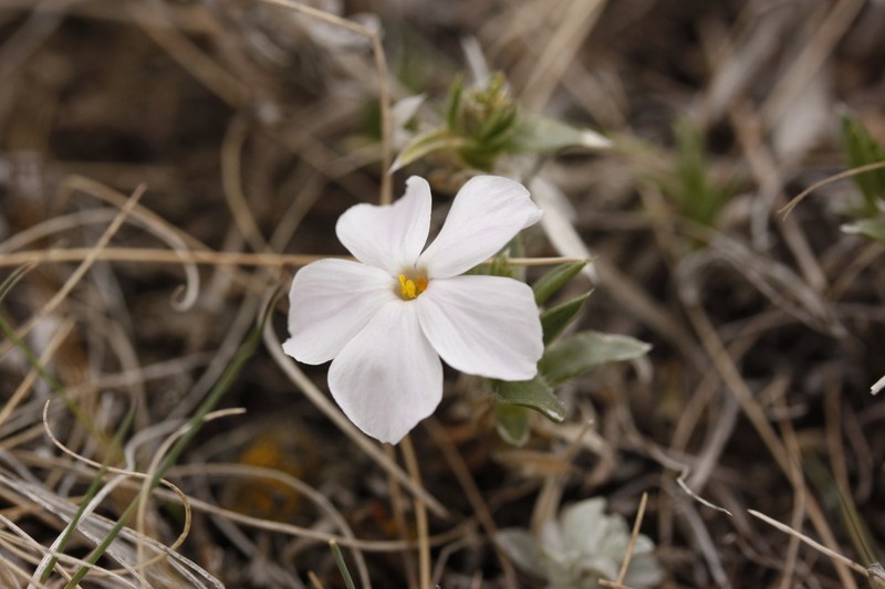 Alyssumleaf Phlox photo 5