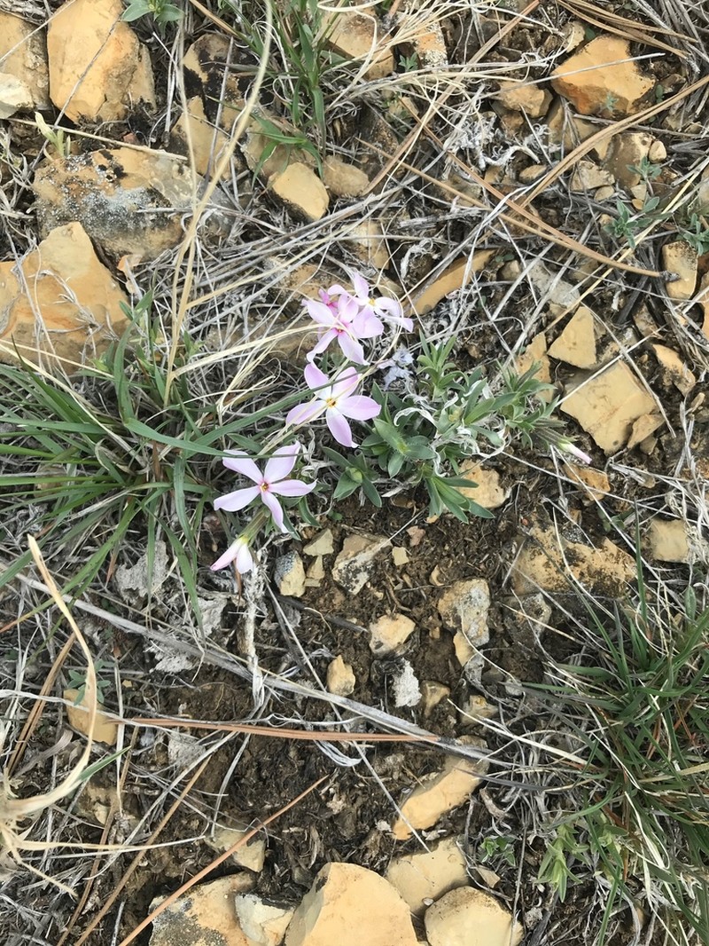 Alyssumleaf Phlox photo 6