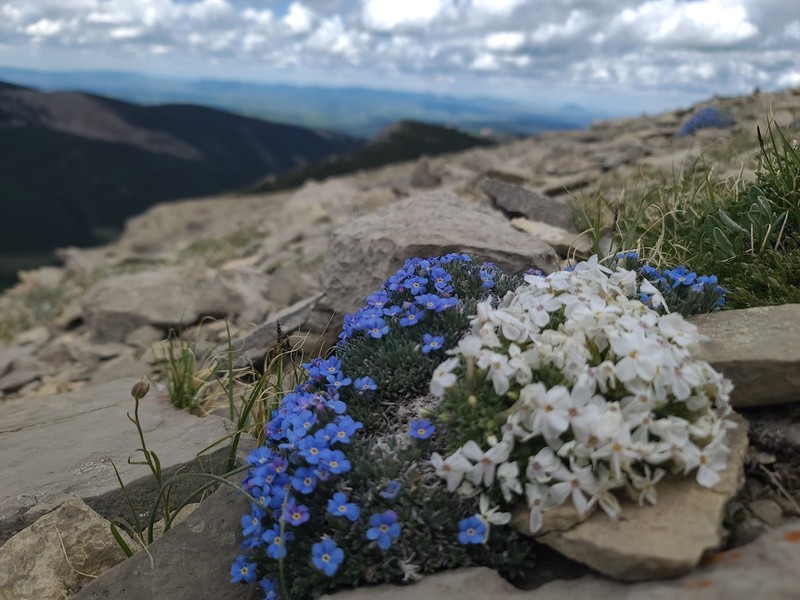 Alyssumleaf Phlox photo 7