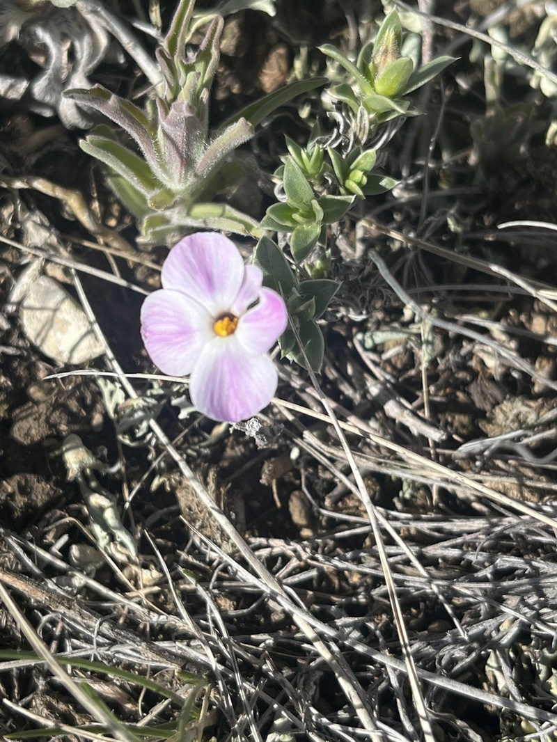 Alyssumleaf Phlox photo 8