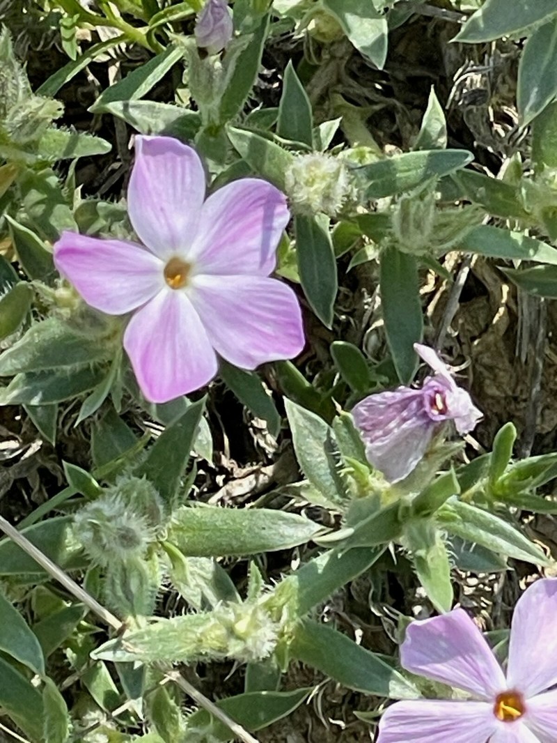 Phlox alyssifolia subsp. alyssifolia