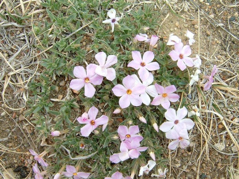 Phlox alyssifolia subsp. alyssifolia photo 2