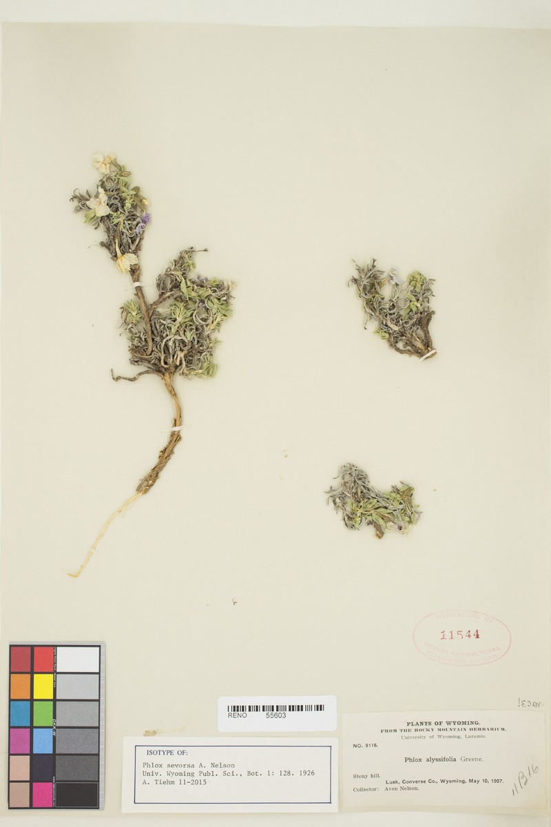 Phlox alyssifolia subsp. alyssifolia photo 3