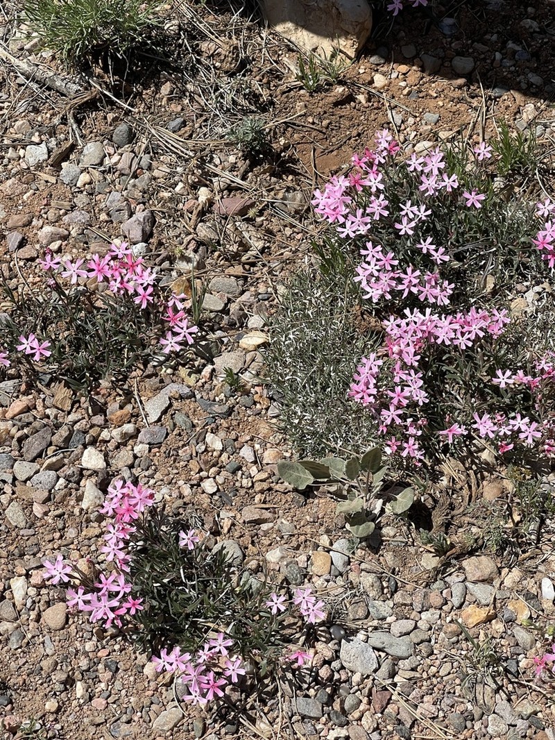 Arizona Phlox