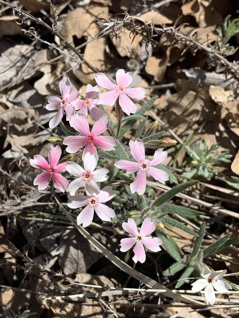 Arizona Phlox photo 2