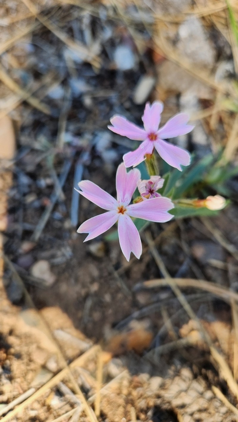 Arizona Phlox photo 3