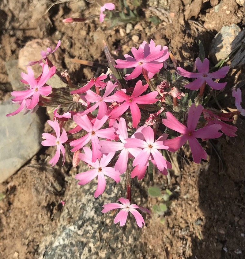 Arizona Phlox photo 4