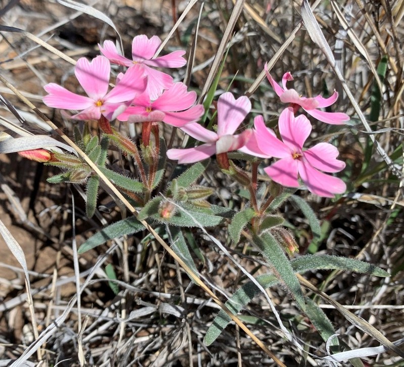 Arizona Phlox photo 5