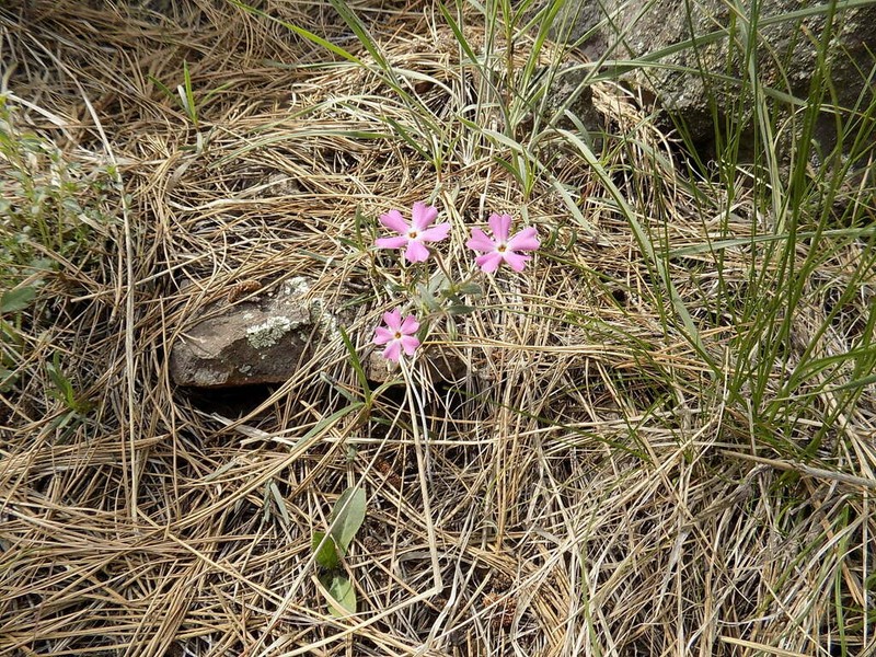 Arizona Phlox photo 6