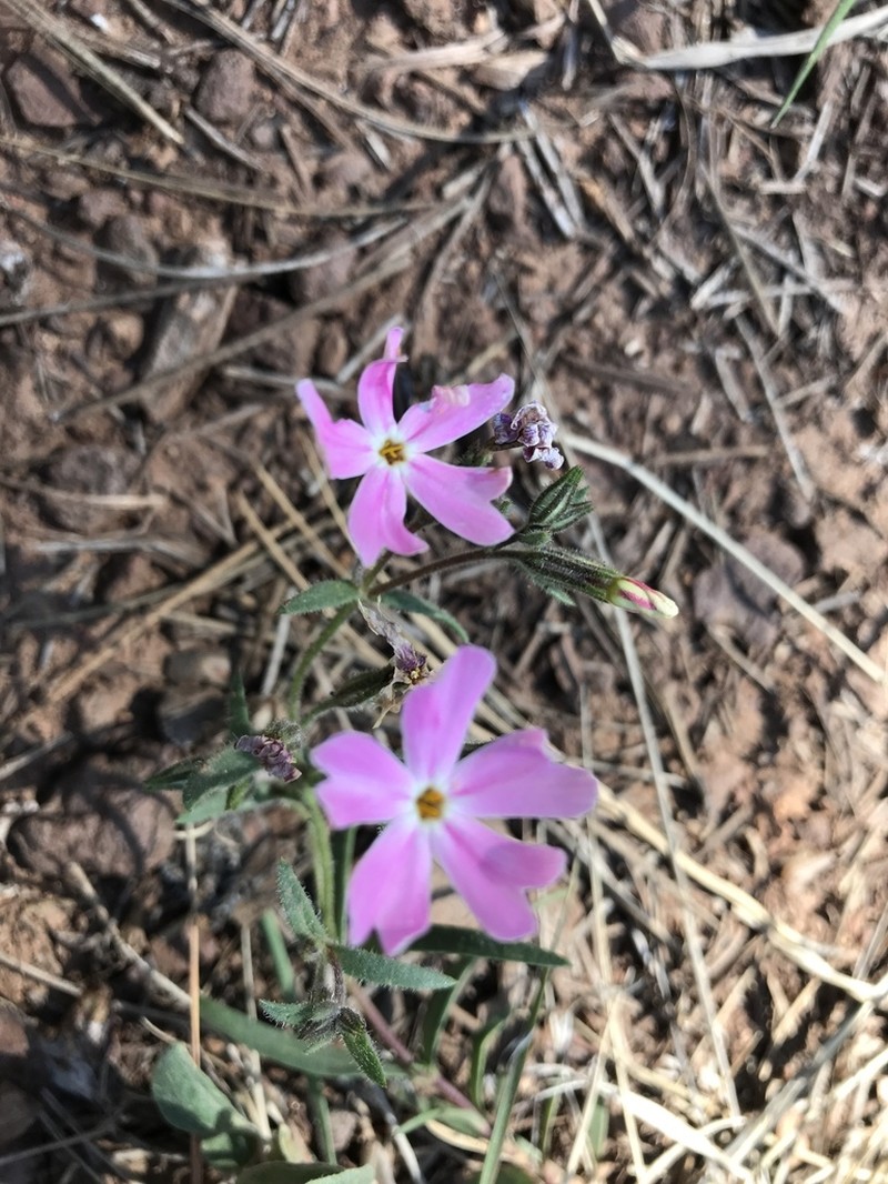 Arizona Phlox photo 7