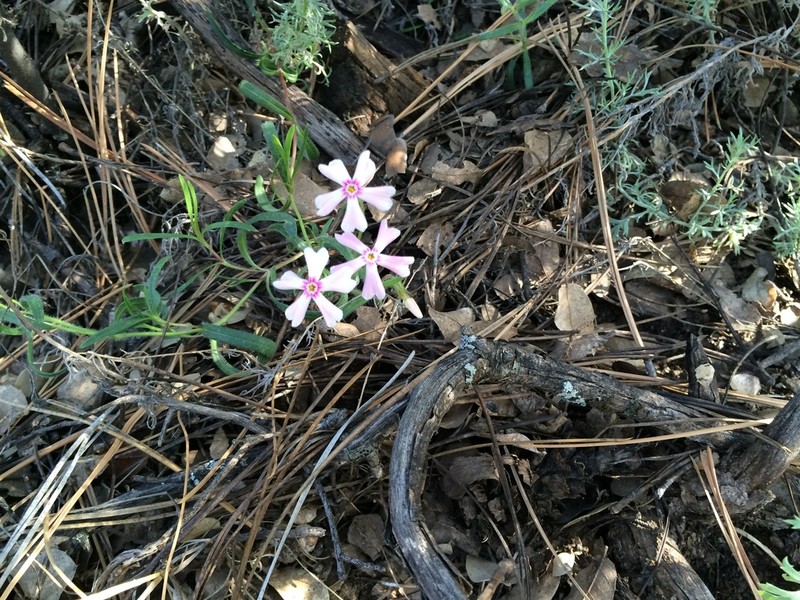 Arizona Phlox photo 8