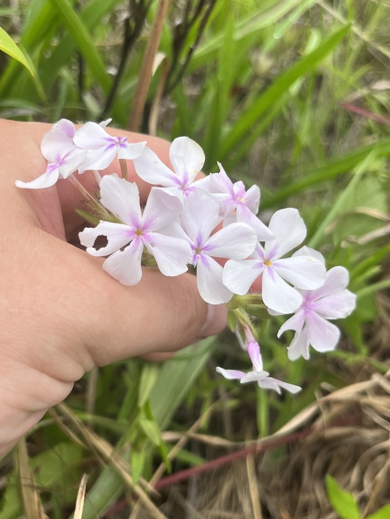 Hairy Phlox photo 4