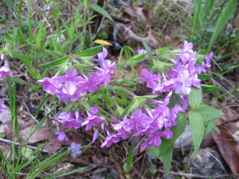Hairy Phlox photo 5