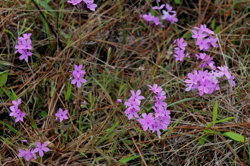 Hairy Phlox photo 6