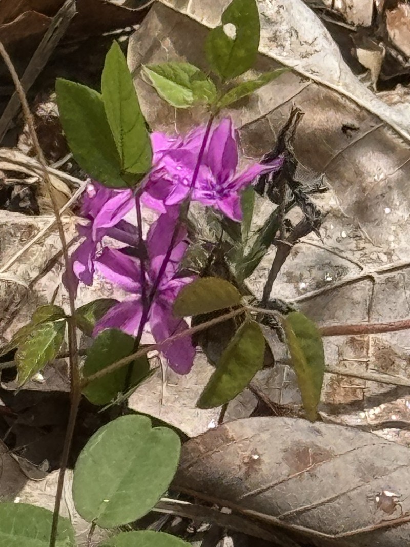 Hairy Phlox photo 7