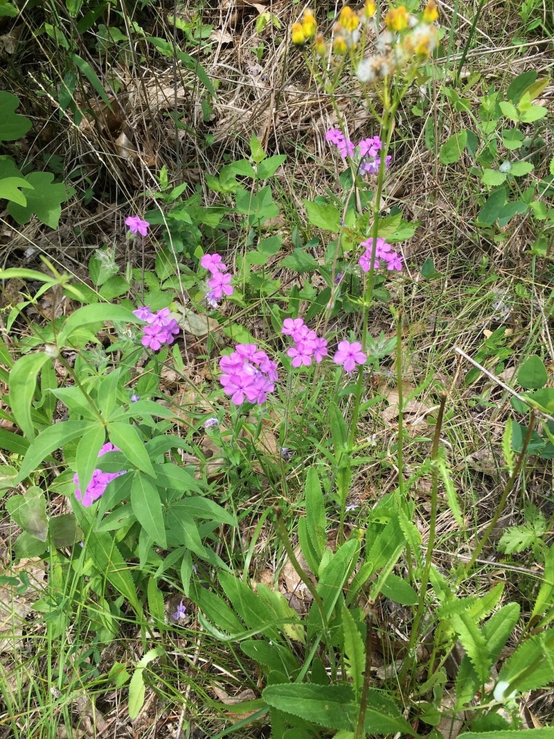 Hairy Phlox photo 8