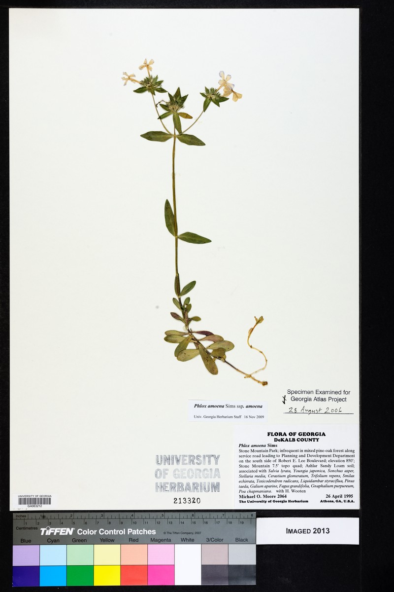 Phlox amoena subsp. amoena