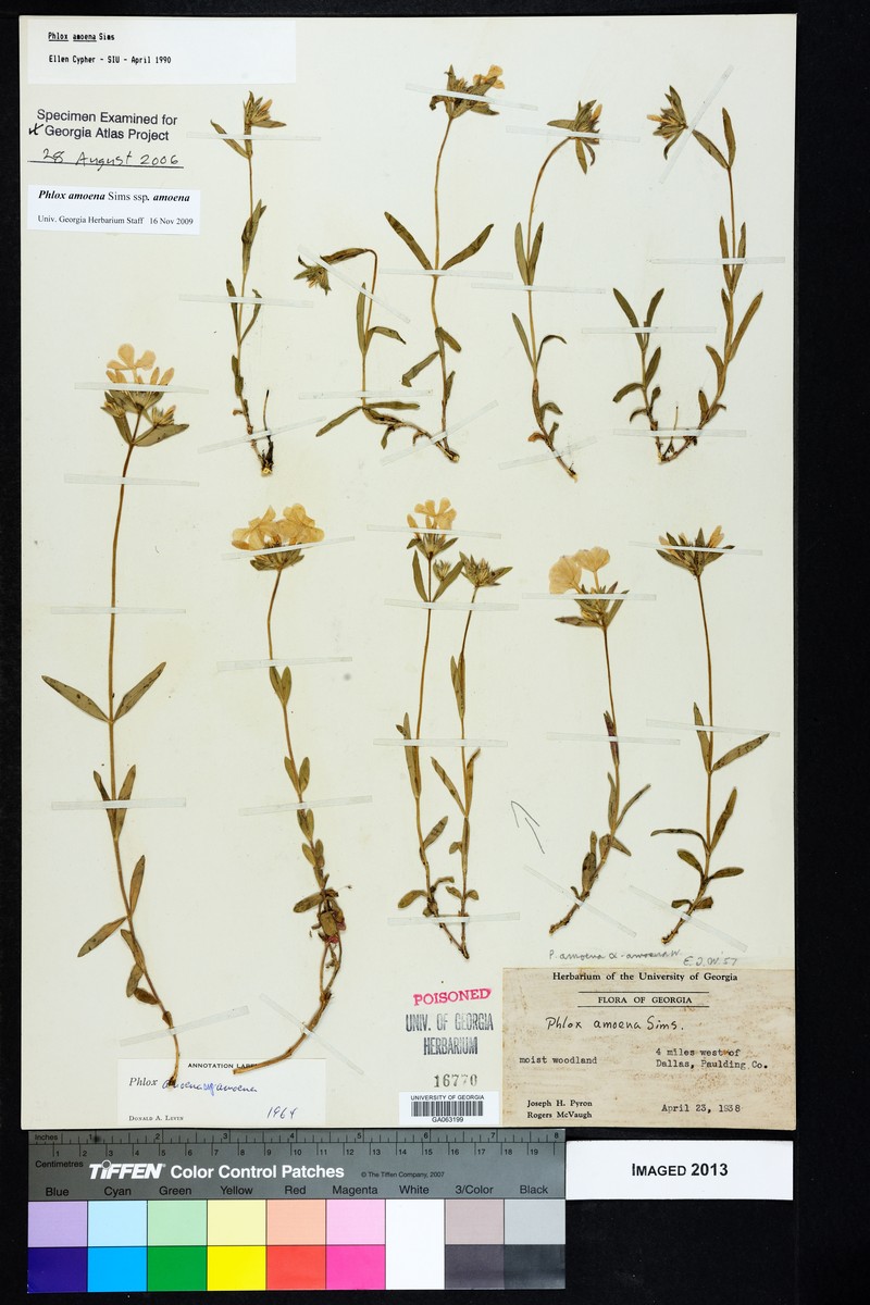 Phlox amoena subsp. amoena photo 2