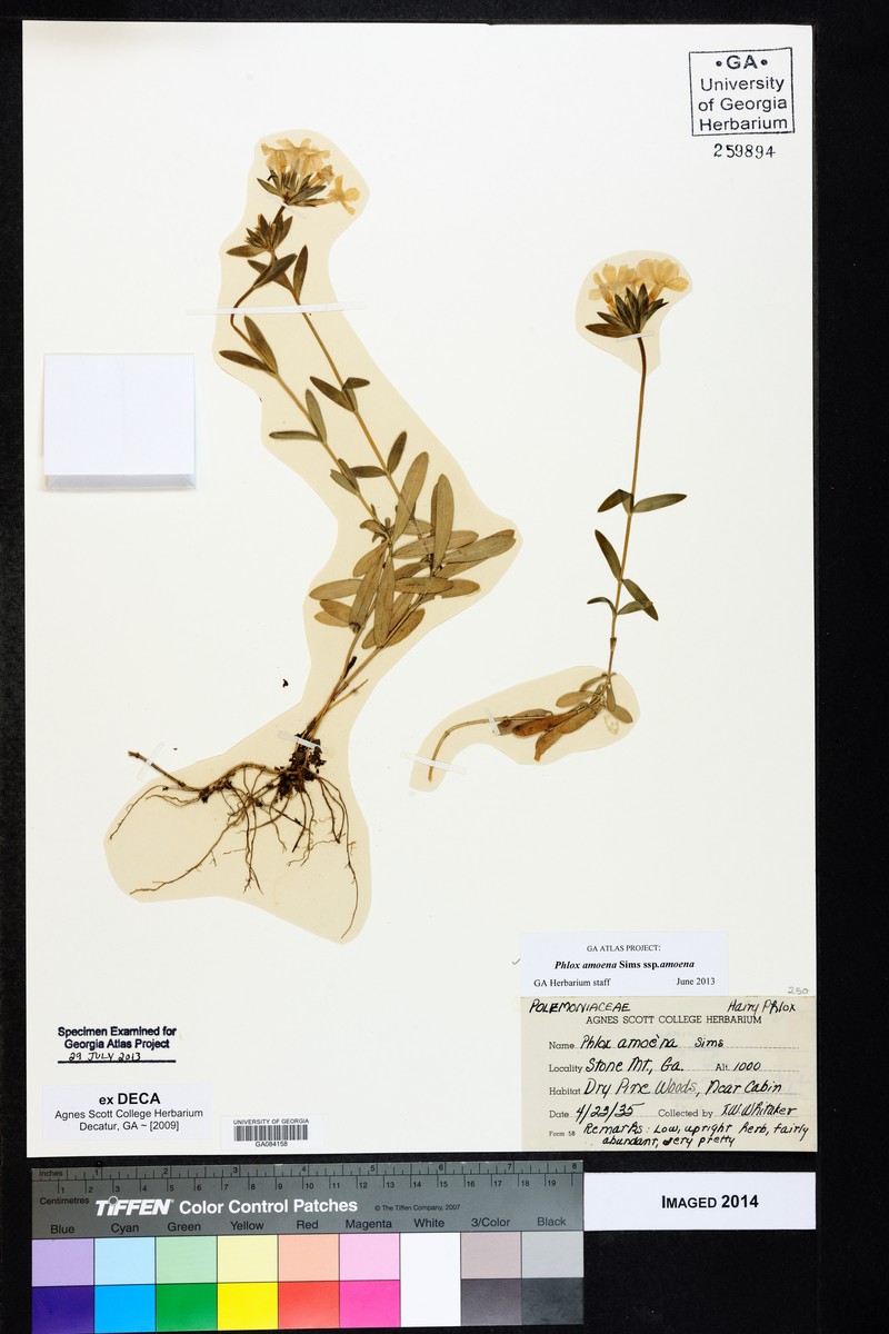 Phlox amoena subsp. amoena photo 3