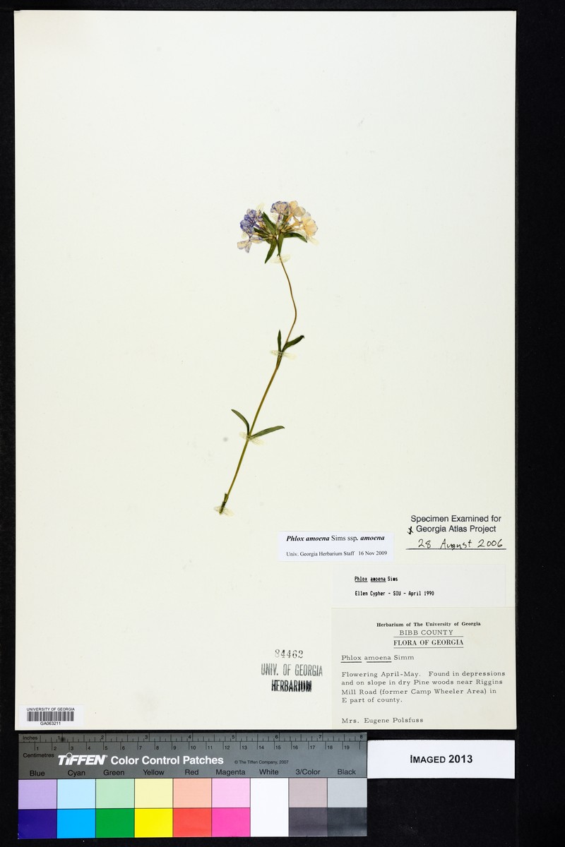 Phlox amoena subsp. amoena photo 4