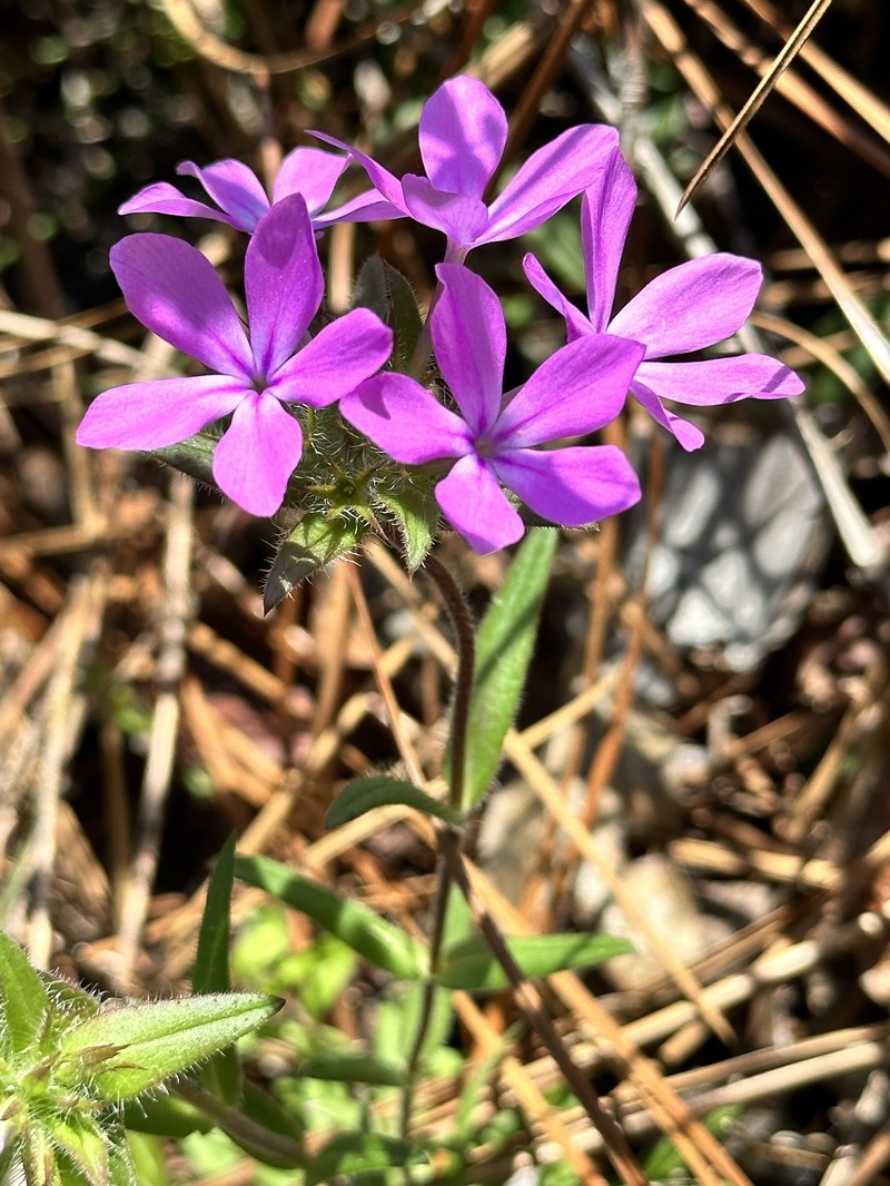 Phlox amoena subsp. lighthipei