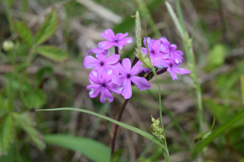Phlox amoena subsp. lighthipei photo 2