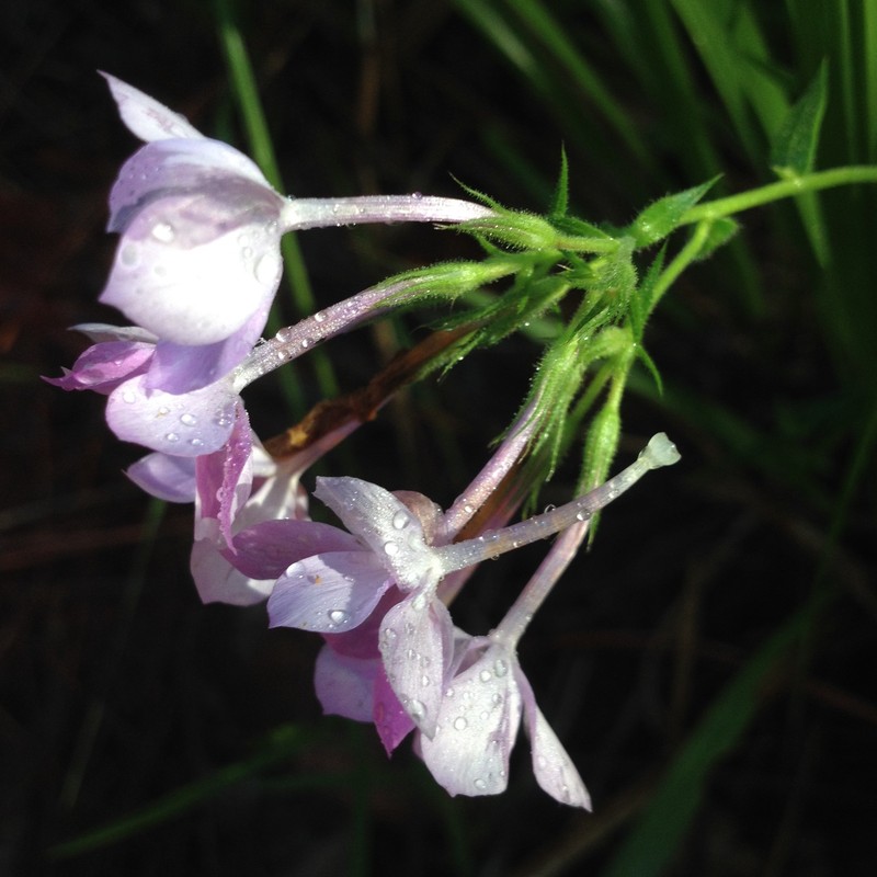 Phlox amoena subsp. lighthipei photo 3