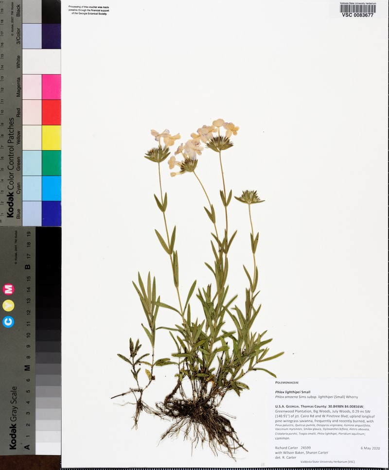 Phlox amoena subsp. lighthipei photo 4