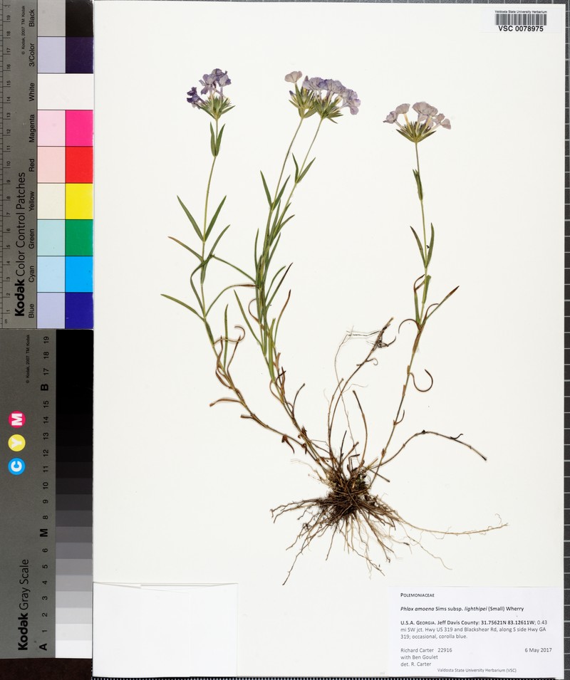 Phlox amoena subsp. lighthipei photo 5