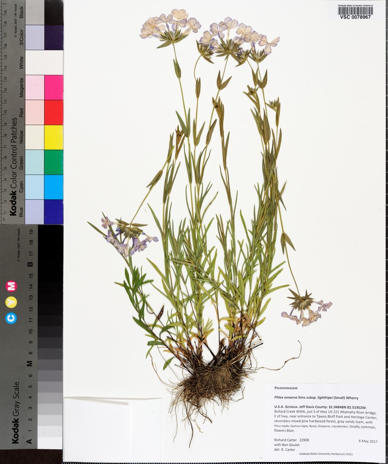 Phlox amoena subsp. lighthipei photo 6