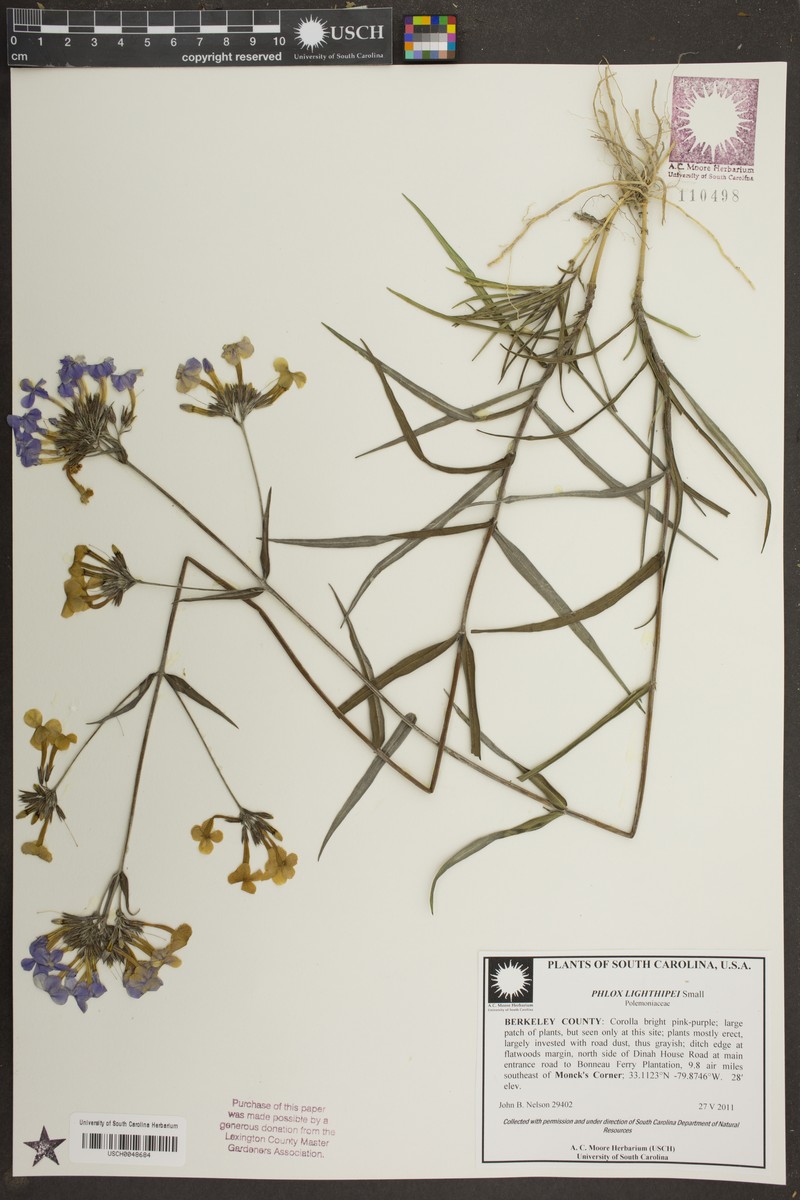 Phlox amoena subsp. lighthipei photo 7