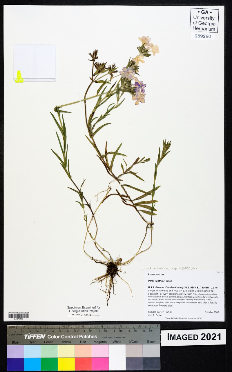 Phlox amoena subsp. lighthipei photo 8