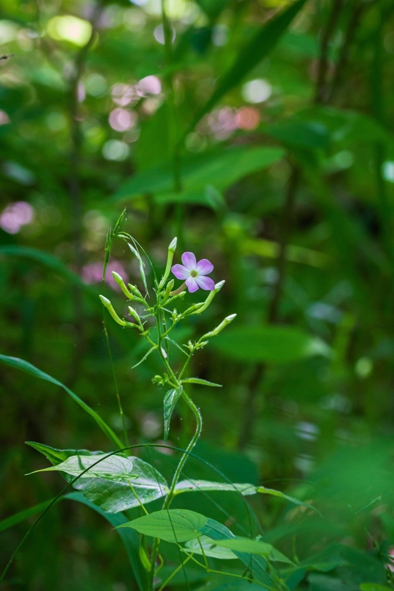 Largeleaf Phlox