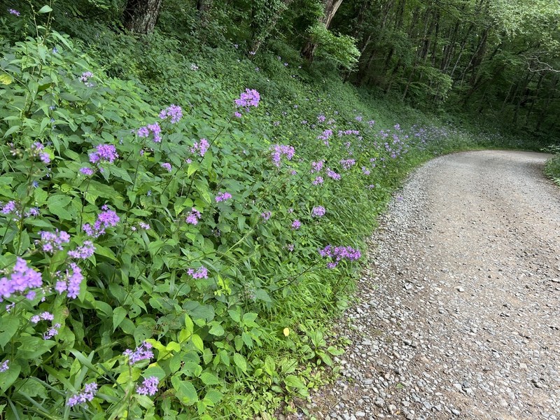 Largeleaf Phlox photo 2