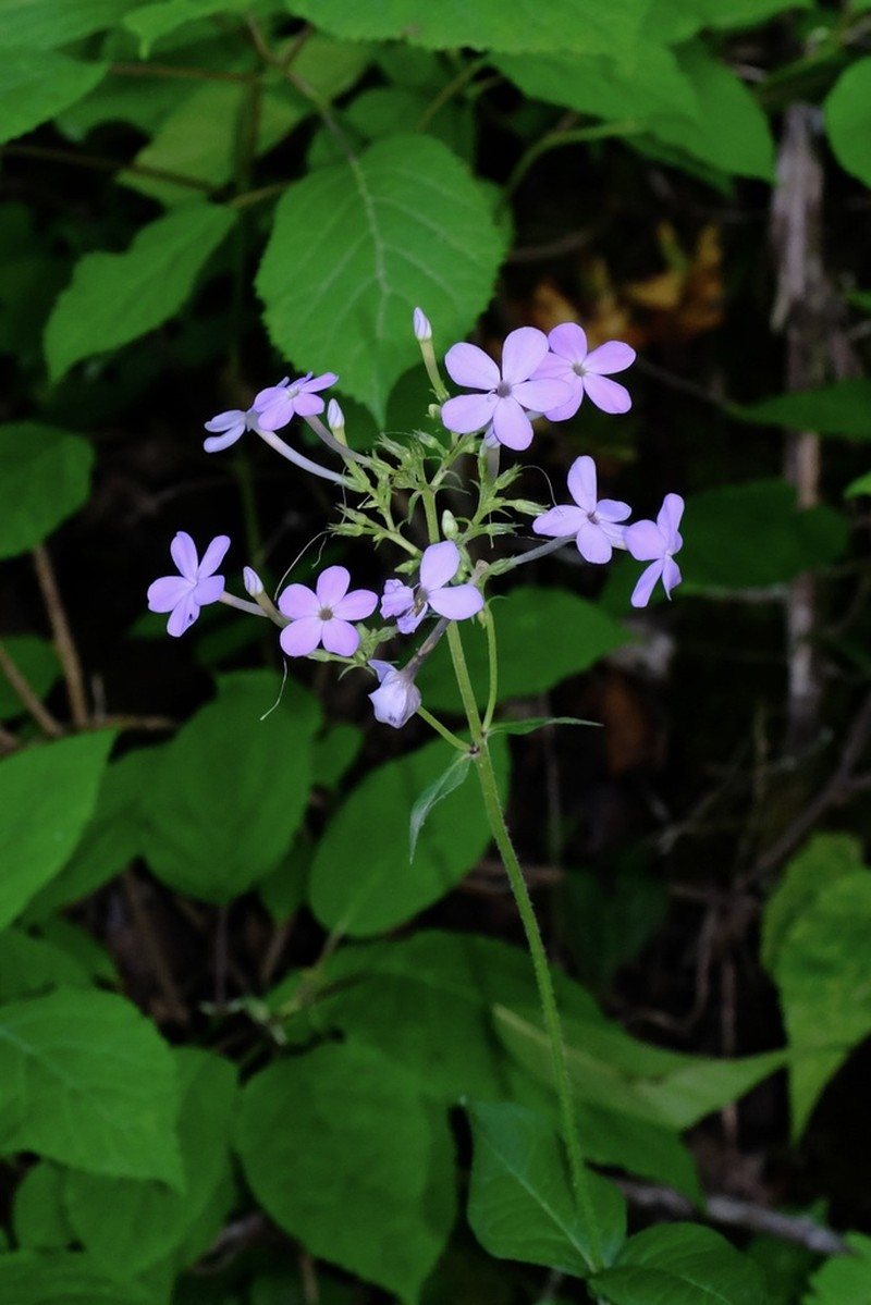 Largeleaf Phlox photo 3