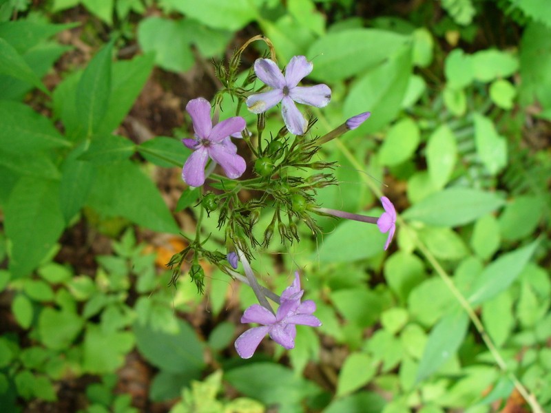 Largeleaf Phlox photo 4