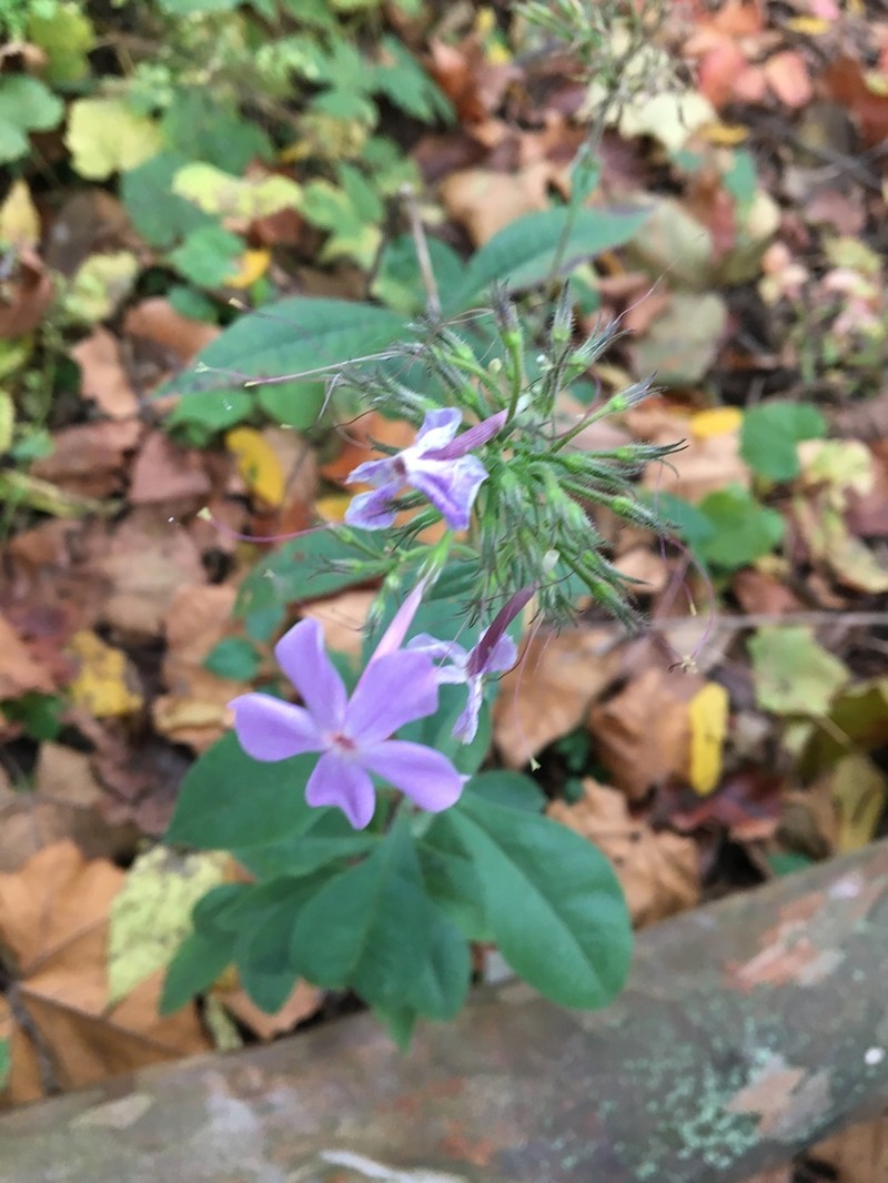 Largeleaf Phlox photo 5