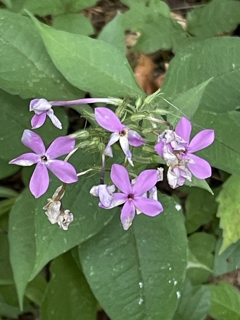 Largeleaf Phlox photo 7