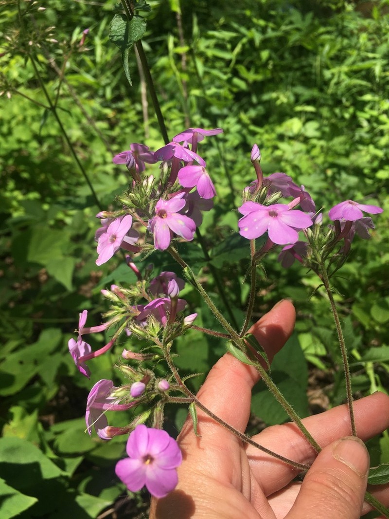 Largeleaf Phlox photo 8