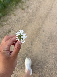 Prairie Phlox
