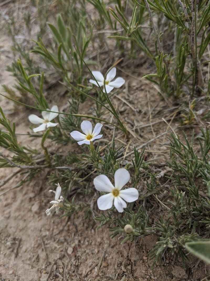 Prairie Phlox photo 2