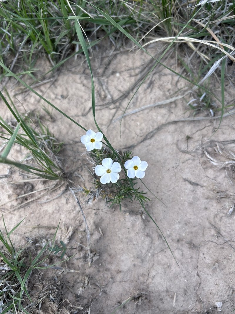 Prairie Phlox photo 3