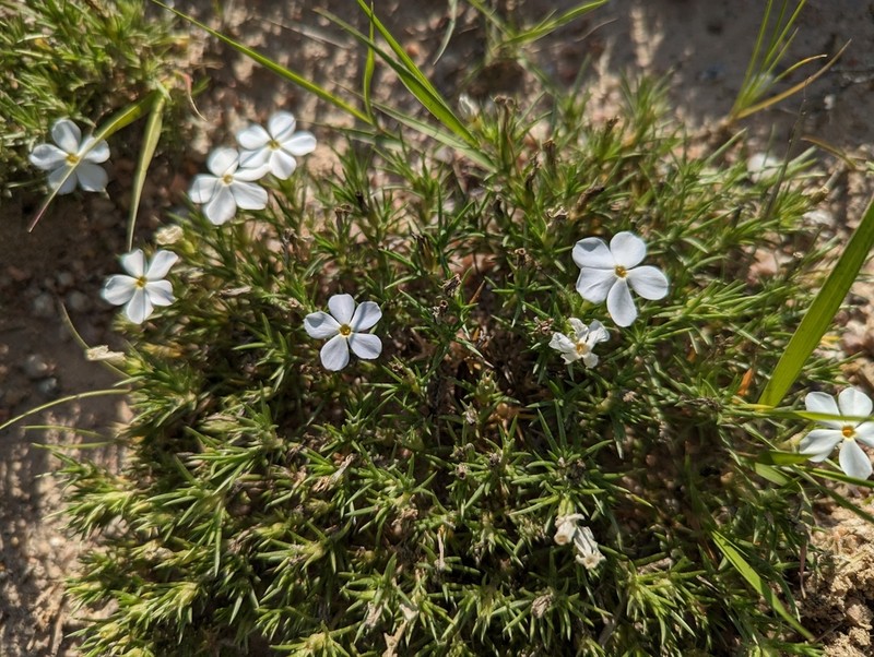 Prairie Phlox photo 4