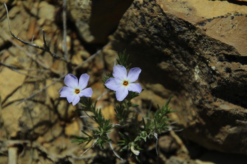 Prairie Phlox photo 5